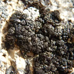 Pitted Blister Lichen thumbnail 1