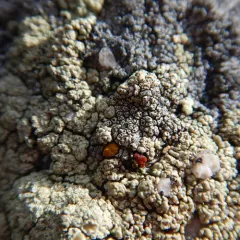 Parasitic Firedot Lichen thumbnail 2