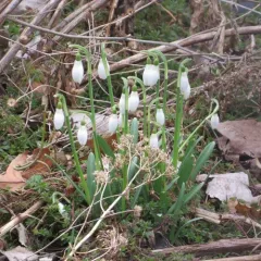 common snowdrop thumbnail 4