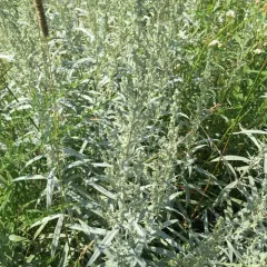 Silver Wormwood thumbnail 2