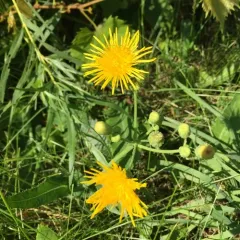 Common Sow-thistle thumbnail 2