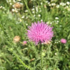 Broad-winged Thistle thumbnail 2