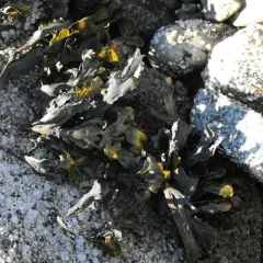 Rockweed thumbnail 4
