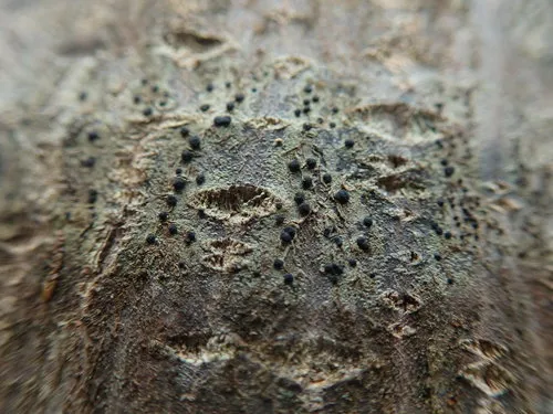 Megalaria columbiana