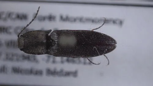 Pygmy Click Beetle