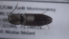 Pygmy Click Beetle thumbnail 1