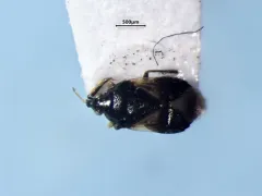 Minute Pirate Bug thumbnail 2