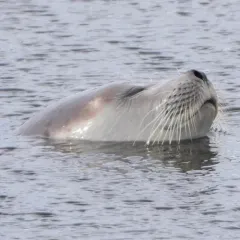 Ringed Seal thumbnail 4