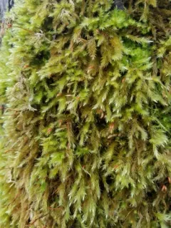 Pseudisothecium cristatum thumbnail 3