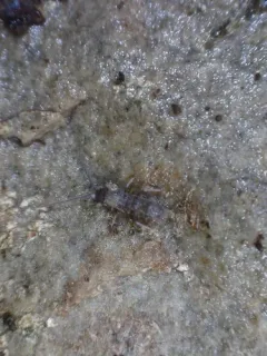 Pogonognathellus bidentatus thumbnail 1