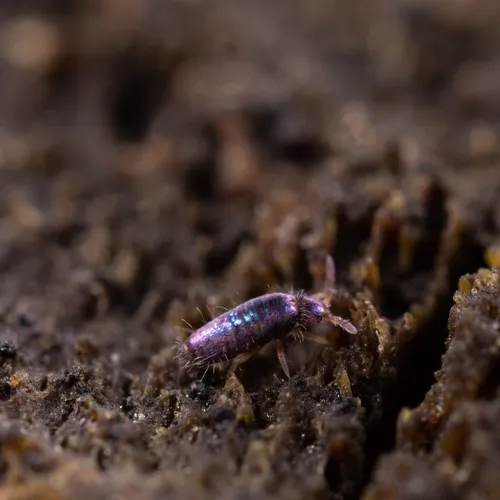 Lepidocyrtus cyaneus