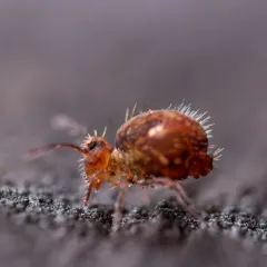 Ptenothrix maculosa thumbnail 4