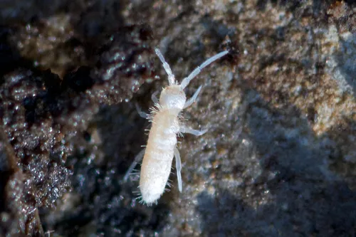 Heteromurus nitidus