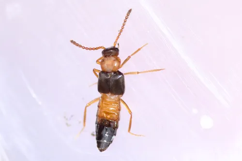 Myrmoecia lauta
