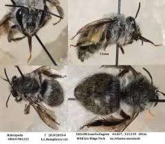 Habropoda depressa thumbnail 3