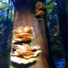 Conifer Chicken of the Woods thumbnail 2