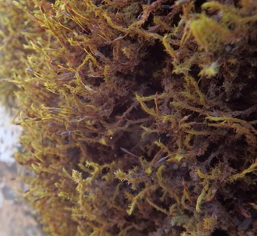 Dense Rock Moss