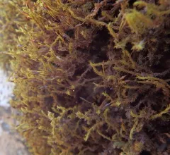 Dense Rock Moss thumbnail 1
