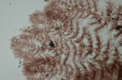 Pterothamnion pectinatum thumbnail 2