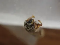 Trypodendron betulae thumbnail 4