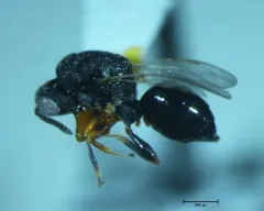 Eurytoma imminuta thumbnail 1