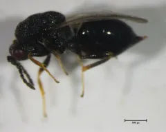 Eurytoma longavena thumbnail 1