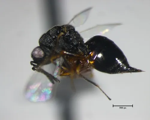 Eurytoma discordans