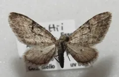 Eupithecia swettii thumbnail 4