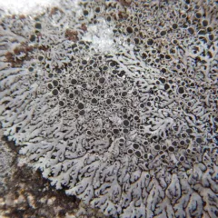 black-eyed rosette lichen thumbnail 2