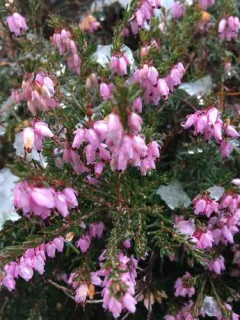 Spring Heath thumbnail 3
