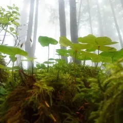 Oregon woodsorrel thumbnail 3