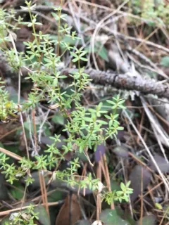 Bolander's bedstraw thumbnail 2