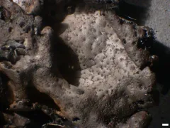 Starry Rock Tripe thumbnail 4