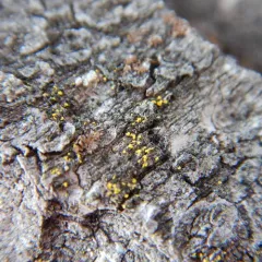 Powdery Goldspeck thumbnail 2