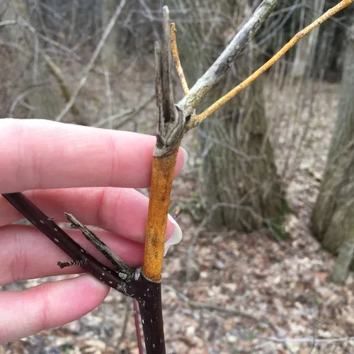 dogwood golden canker