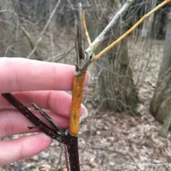 dogwood golden canker thumbnail 1