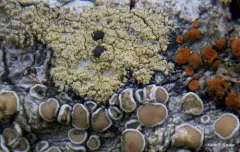 Sulphured Crimson Dot Lichen thumbnail 4