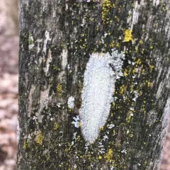 Tree Saucer Lichen thumbnail 2
