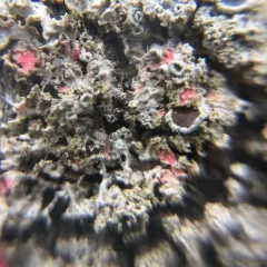 Illosporiopsis christiansenii thumbnail 2