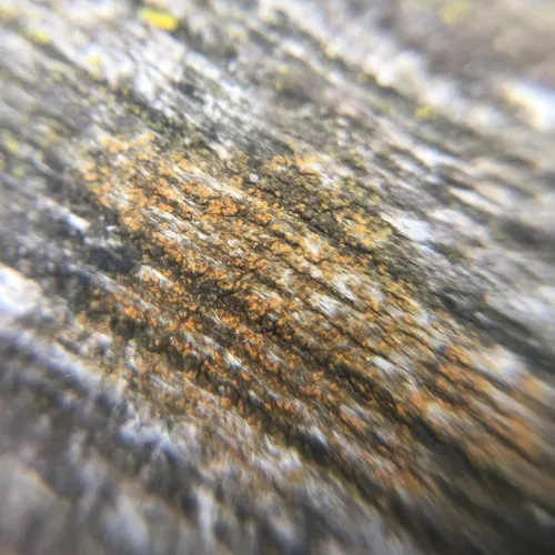 Villophora microphyllina