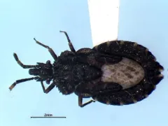 Aradus similis thumbnail 4