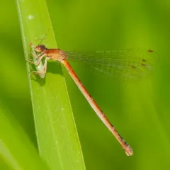 Eastern Red Damsel thumbnail 2