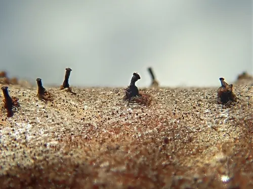 Synnemasporella aculeans