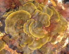 Ralfsia fungiformis thumbnail 3