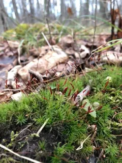 Wavy Starburst Moss thumbnail 2