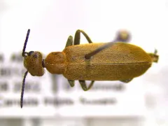 Rust-colored Beetle thumbnail 3