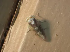 Populicerus formosus thumbnail 2