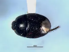 Microporus nigrita thumbnail 1