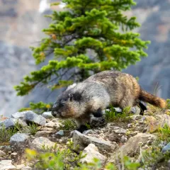Hoary Marmot thumbnail 3