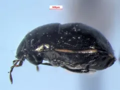 Corimelaena lateralis thumbnail 3